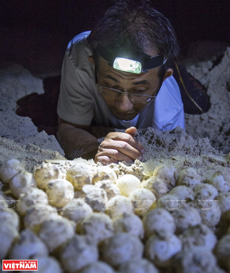 꼰다오 국립공원, 새끼 거북 5,600여 마리 바다로 방류