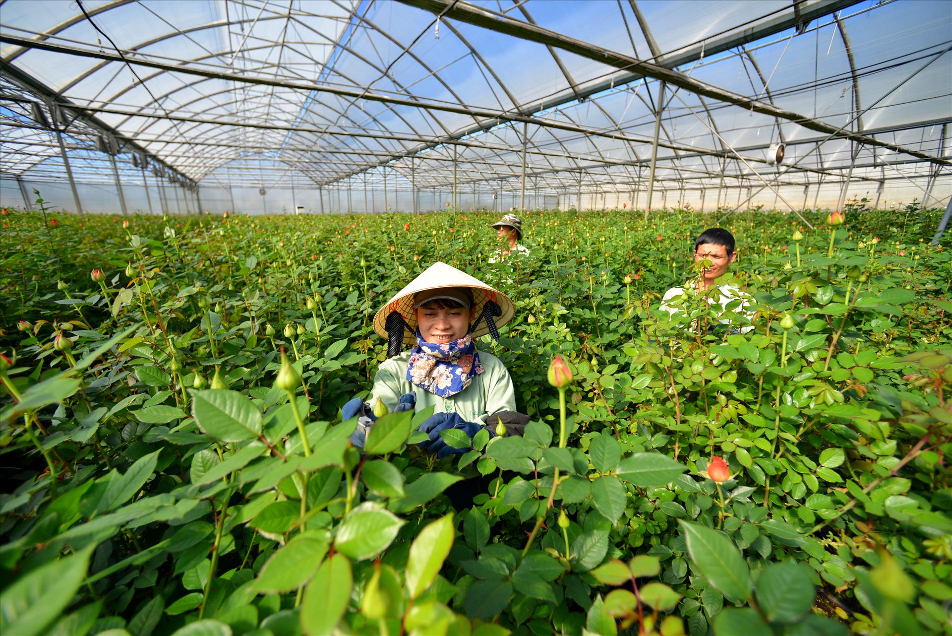 Nghị quyết 57 - Khoán 10 mới đưa nông nghiệp Việt Nam vươn tầm thế giới