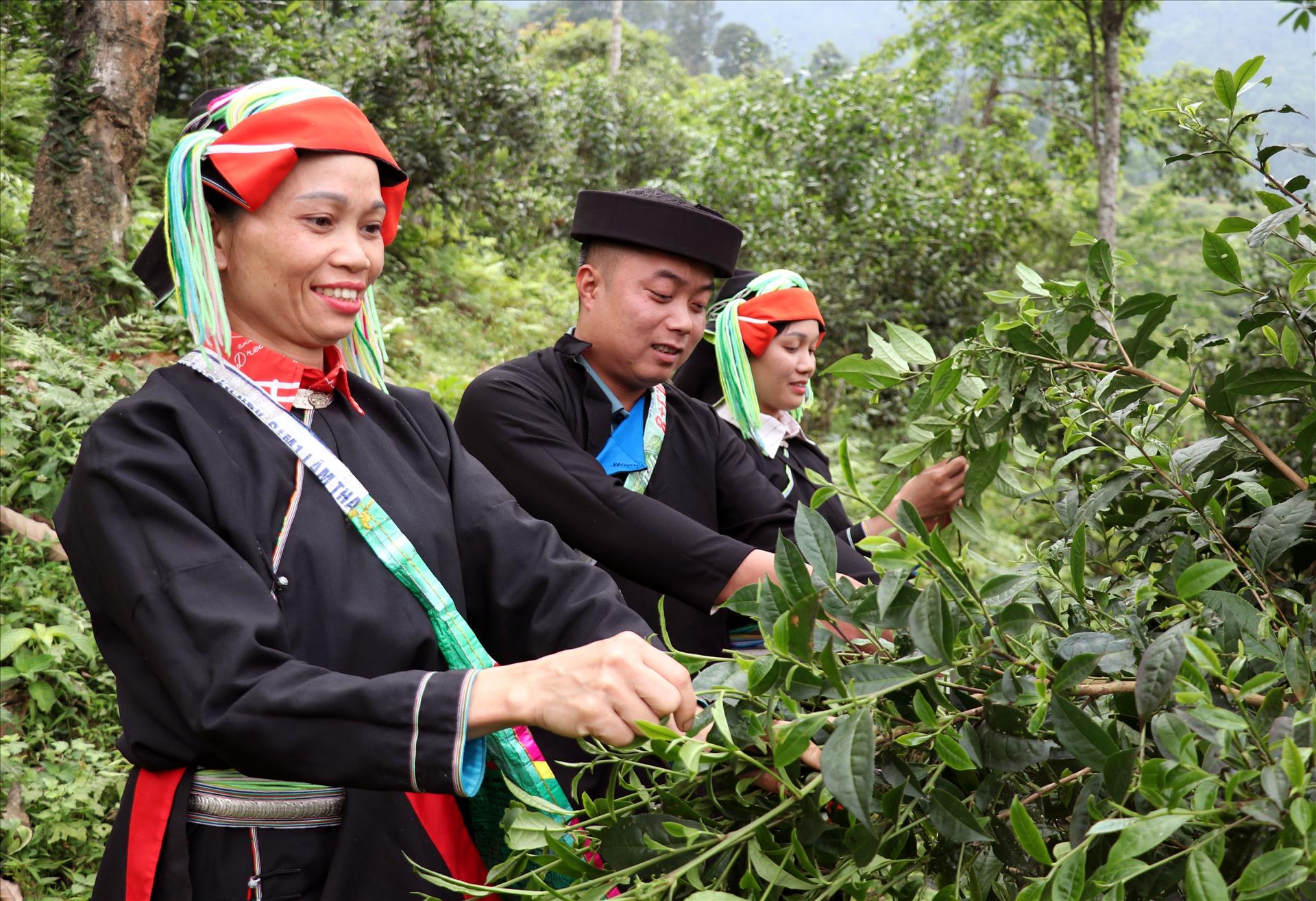 Chàng trai người Dao nâng tầm chè Shan tuyết trên dãy Tây Côn Lĩnh