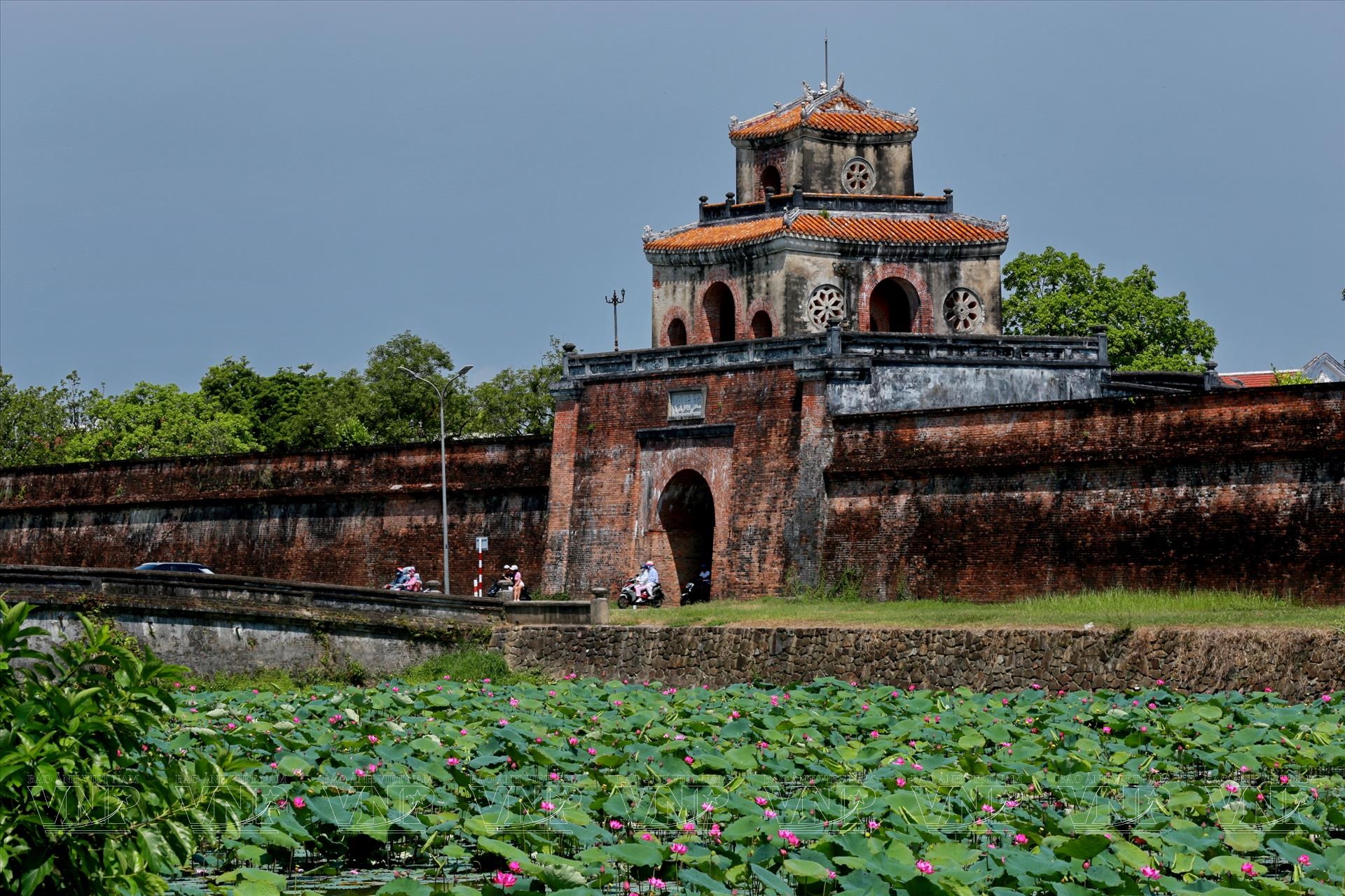 Mùa sen xứ Huế