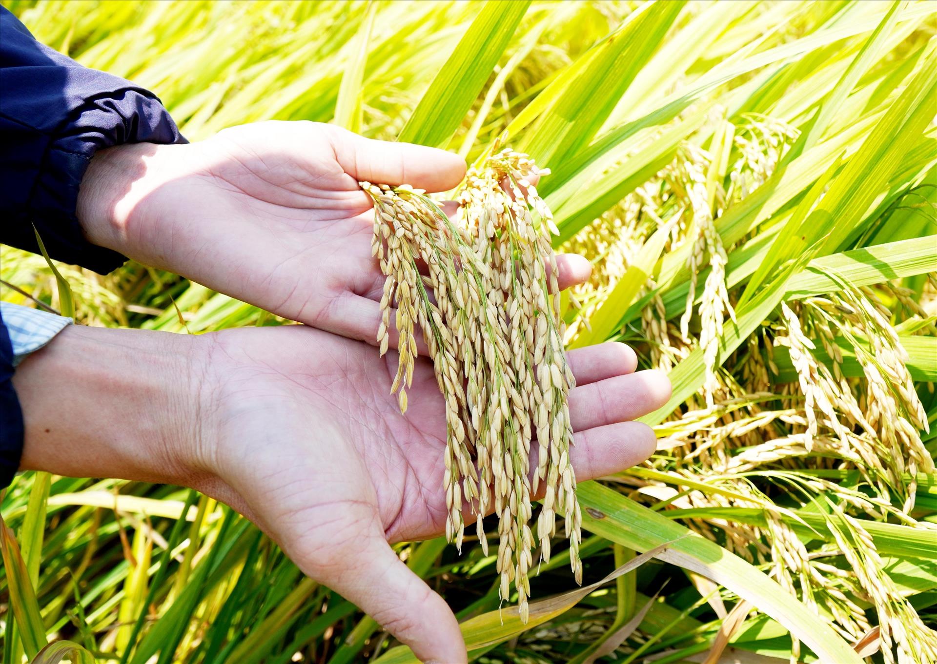 Vietnam Expands Rice Market Diversification Through FTAs