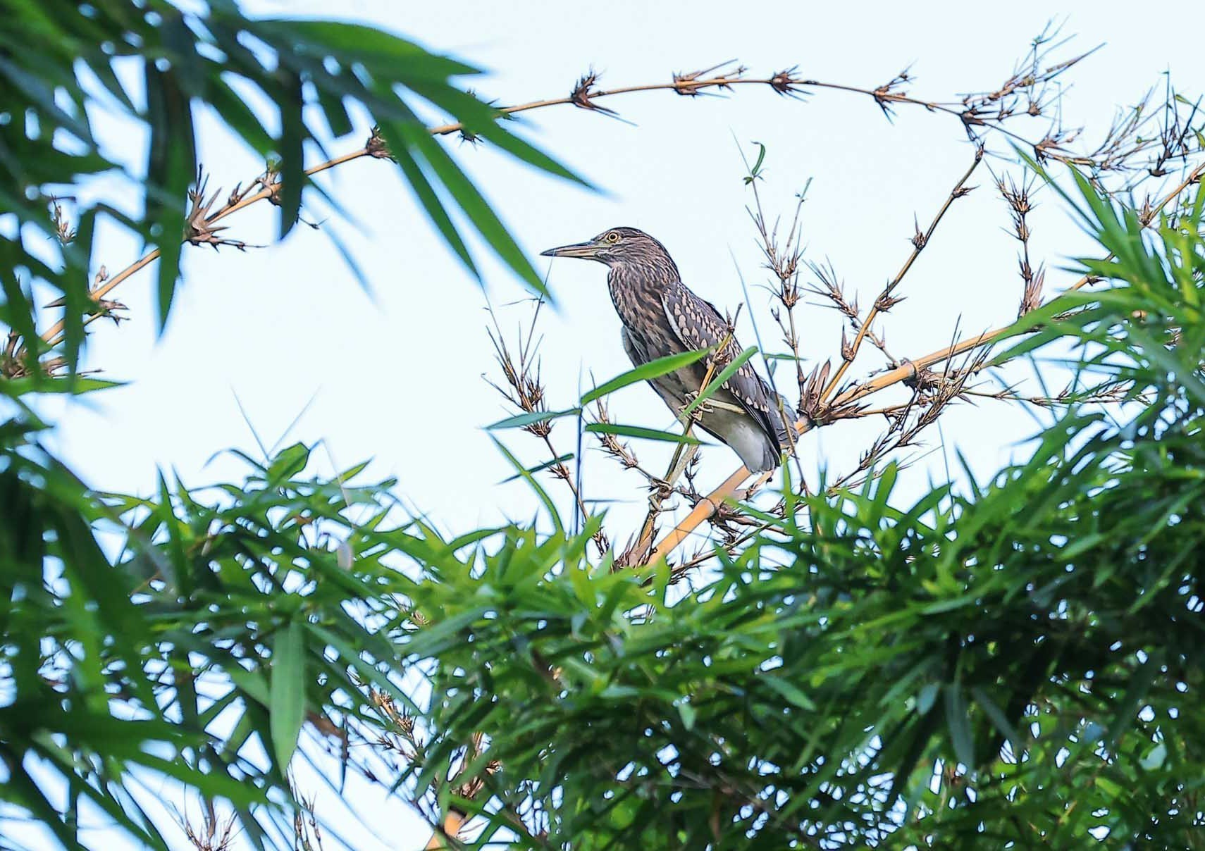 Chim về giữa không gian xanh Hồ Gươm