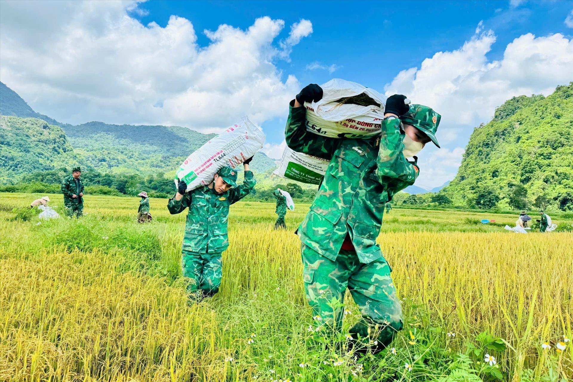 Mùa vàng thắm tình quân dân
