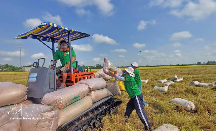 Precios del arroz vietnamita repuntan tras un año de caídas