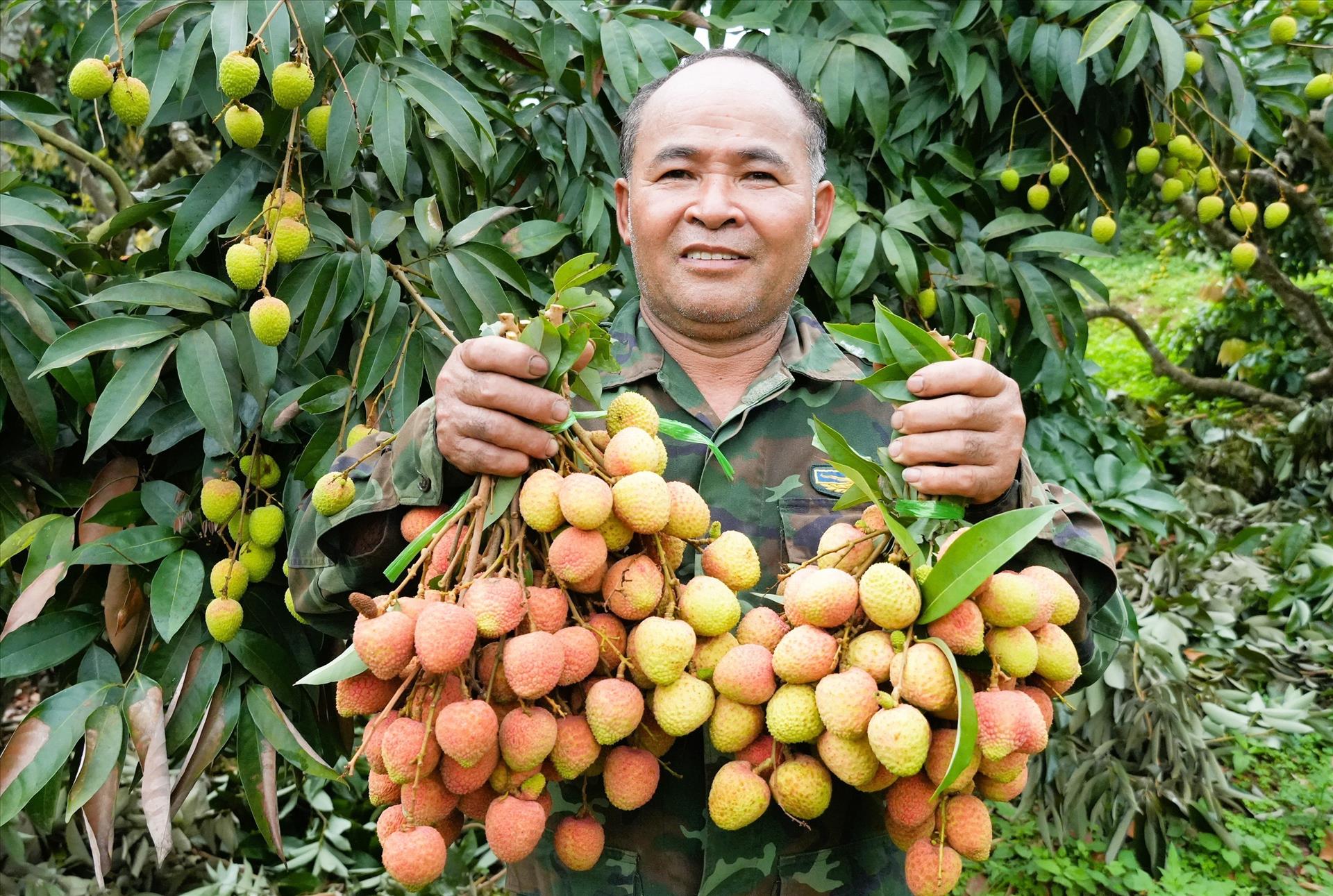 Vải sớm Phúc Hòa vào vụ