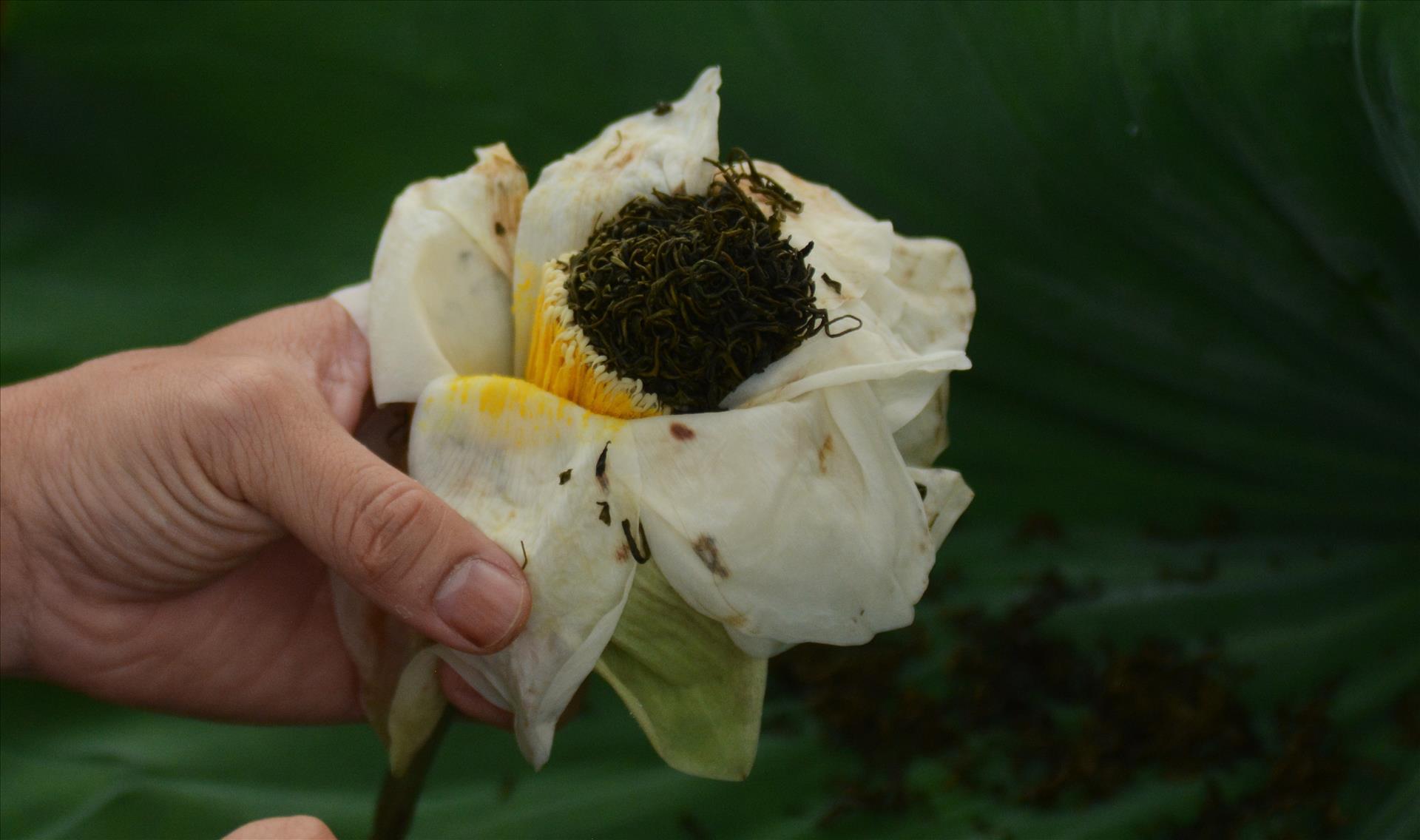 Trà sen xứ Huế