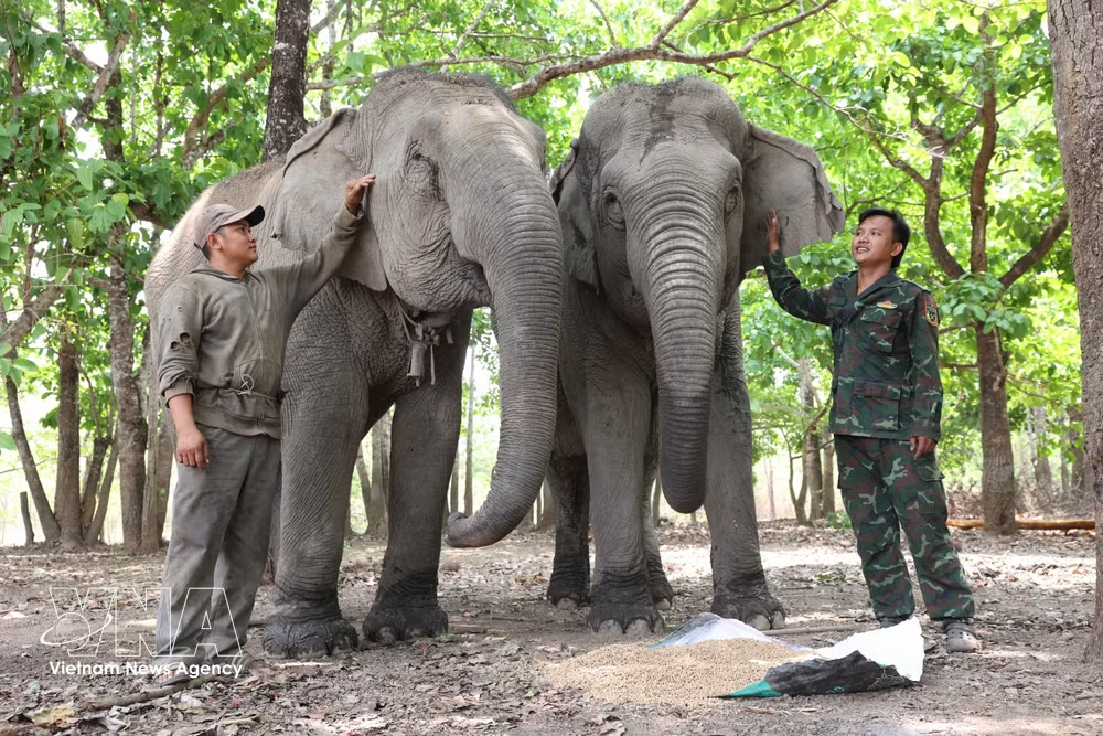 Cuidadores de elefantes en los bosques vietnamitas de Buon Don
