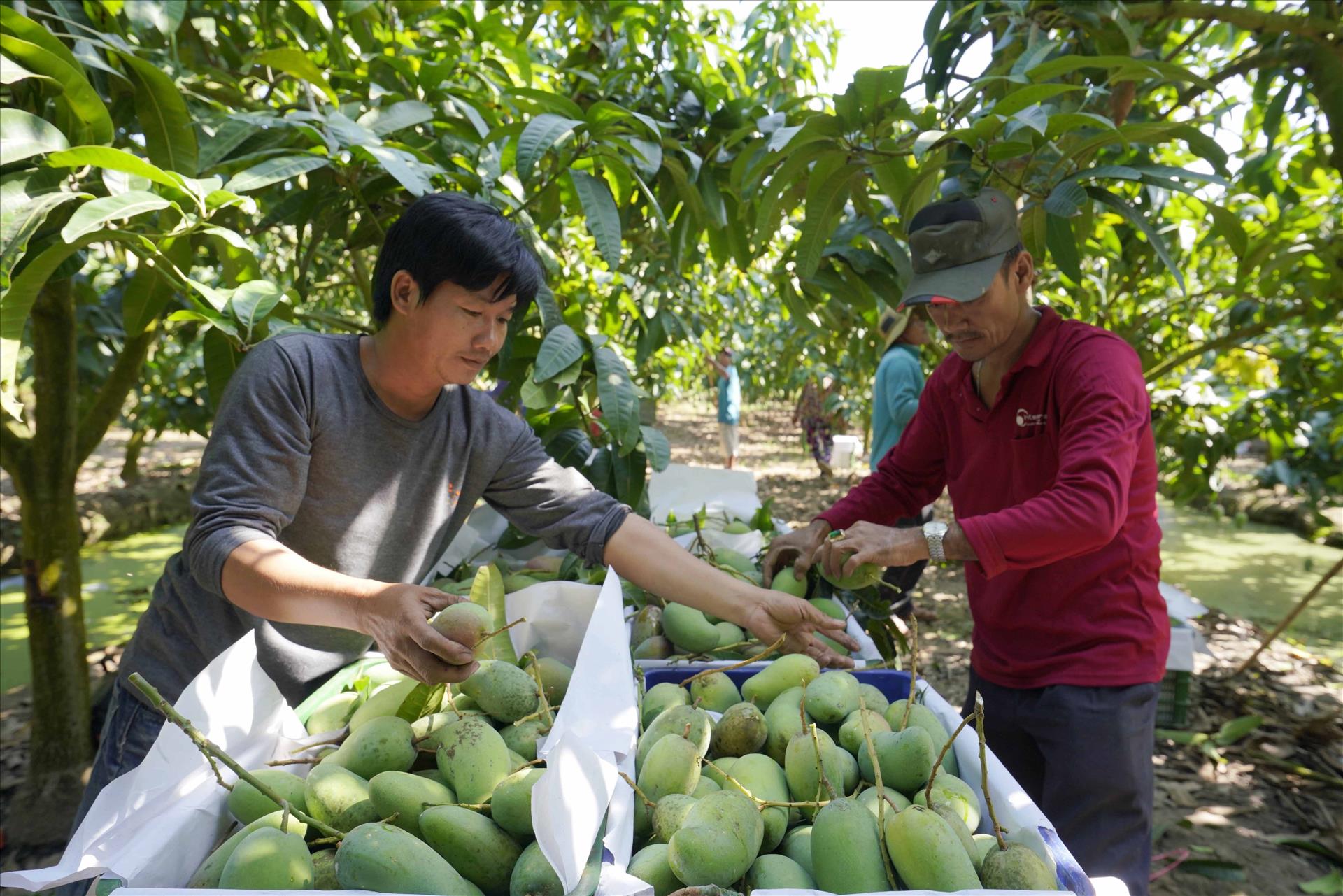 An Giang phát triển bền vững sản phẩm OCOP