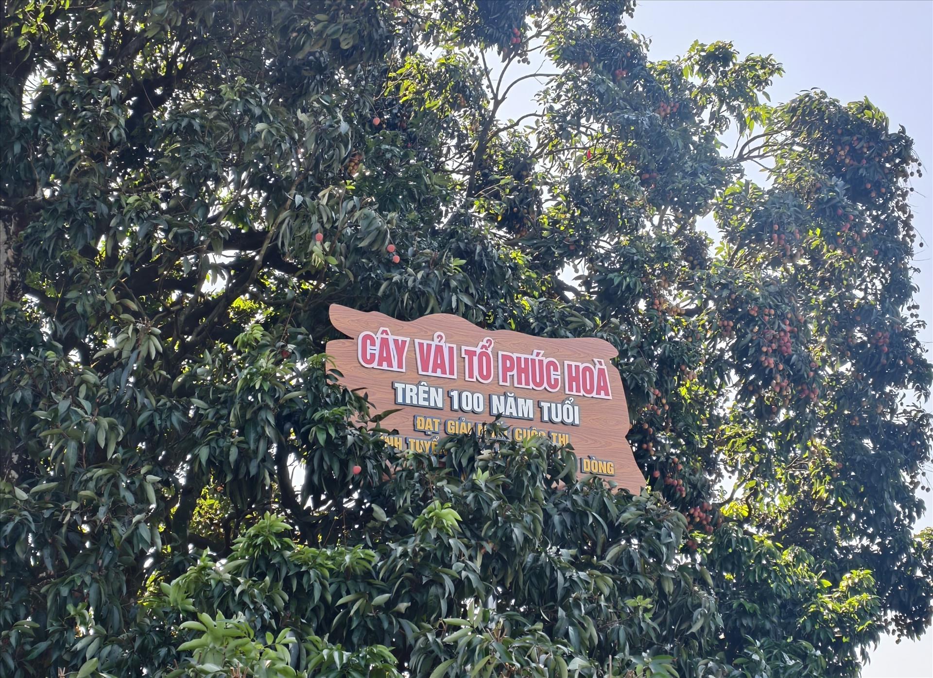 Chiêm ngưỡng cây vải tổ hơn 100 năm tuổi tại Bắc Ninh