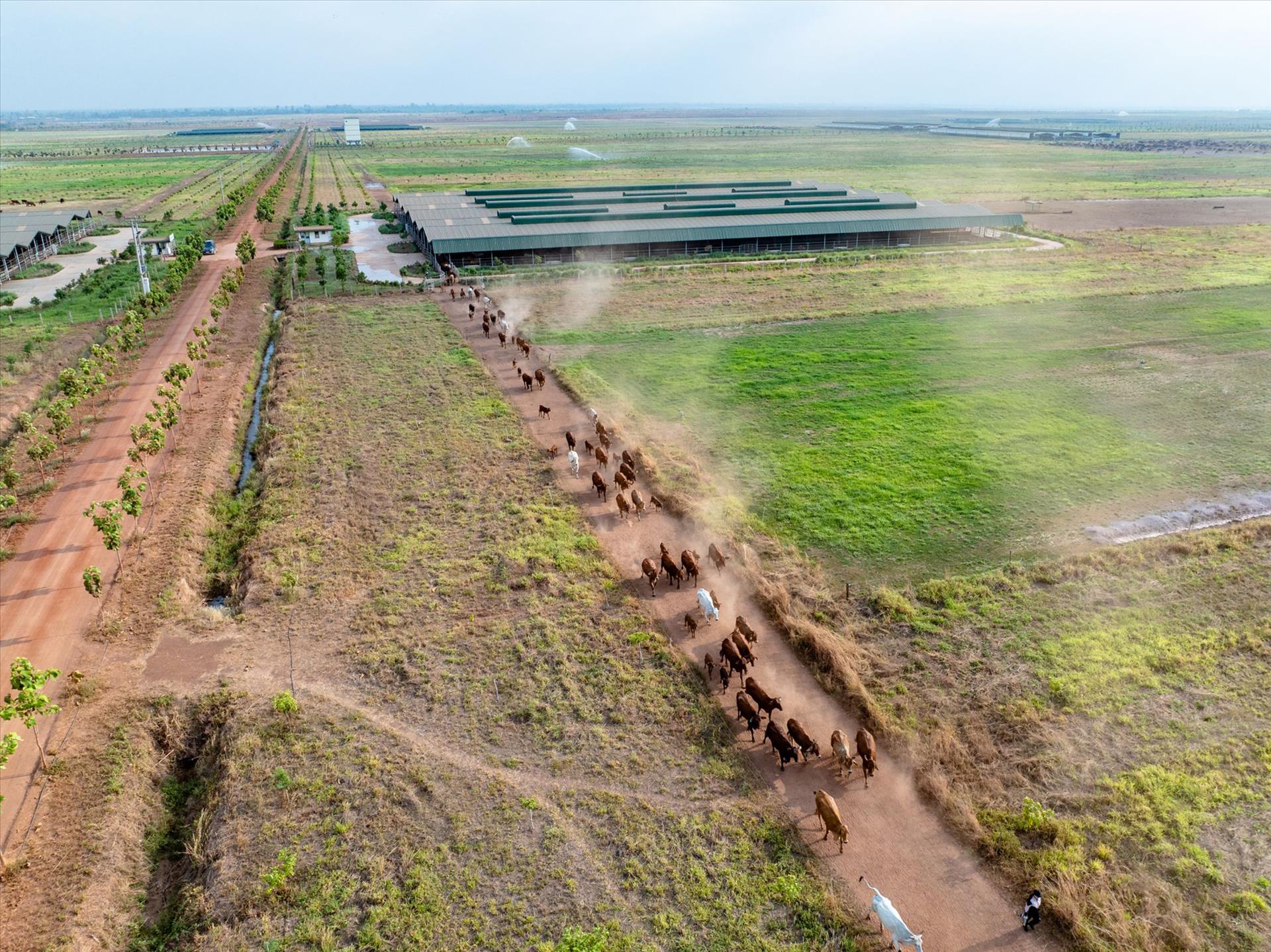 THACO AGRI – Câu chuyện những cánh đồng bàn cờ giữa lòng Đông Dương