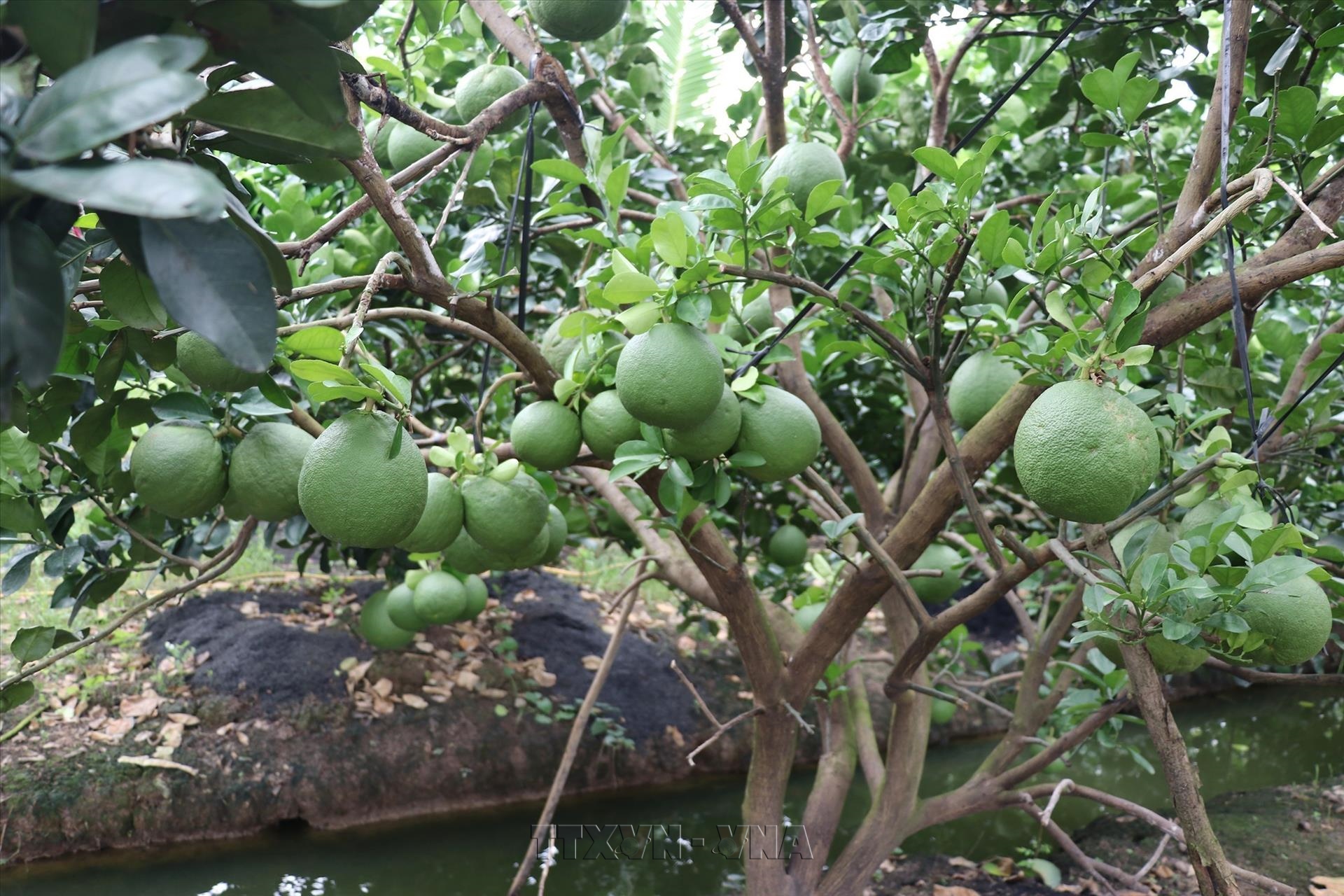 Đồng Tháp nâng cao chất lượng bưởi da xanh, hướng đến phát triển bền vững