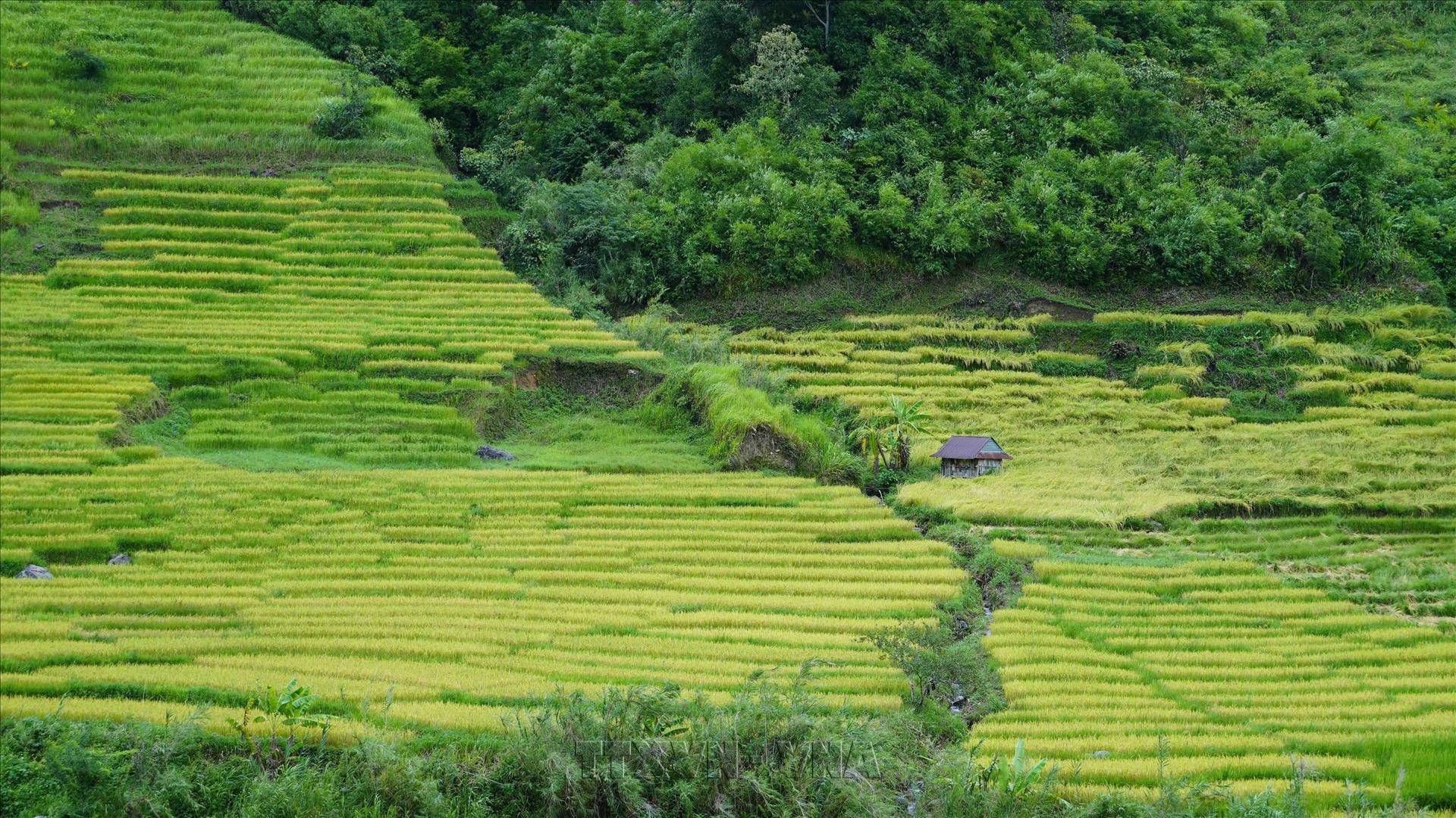 Vẻ đẹp ruộng bậc thang dưới chân núi Ngọc Linh
