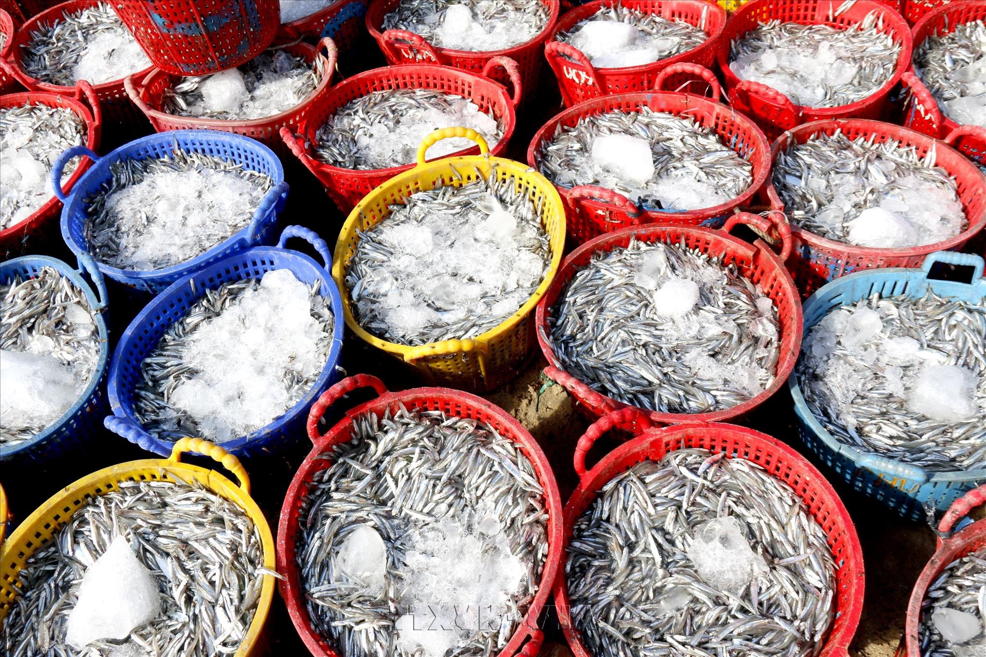 Lam Dong Enjoys a Bumper Anchovy Season