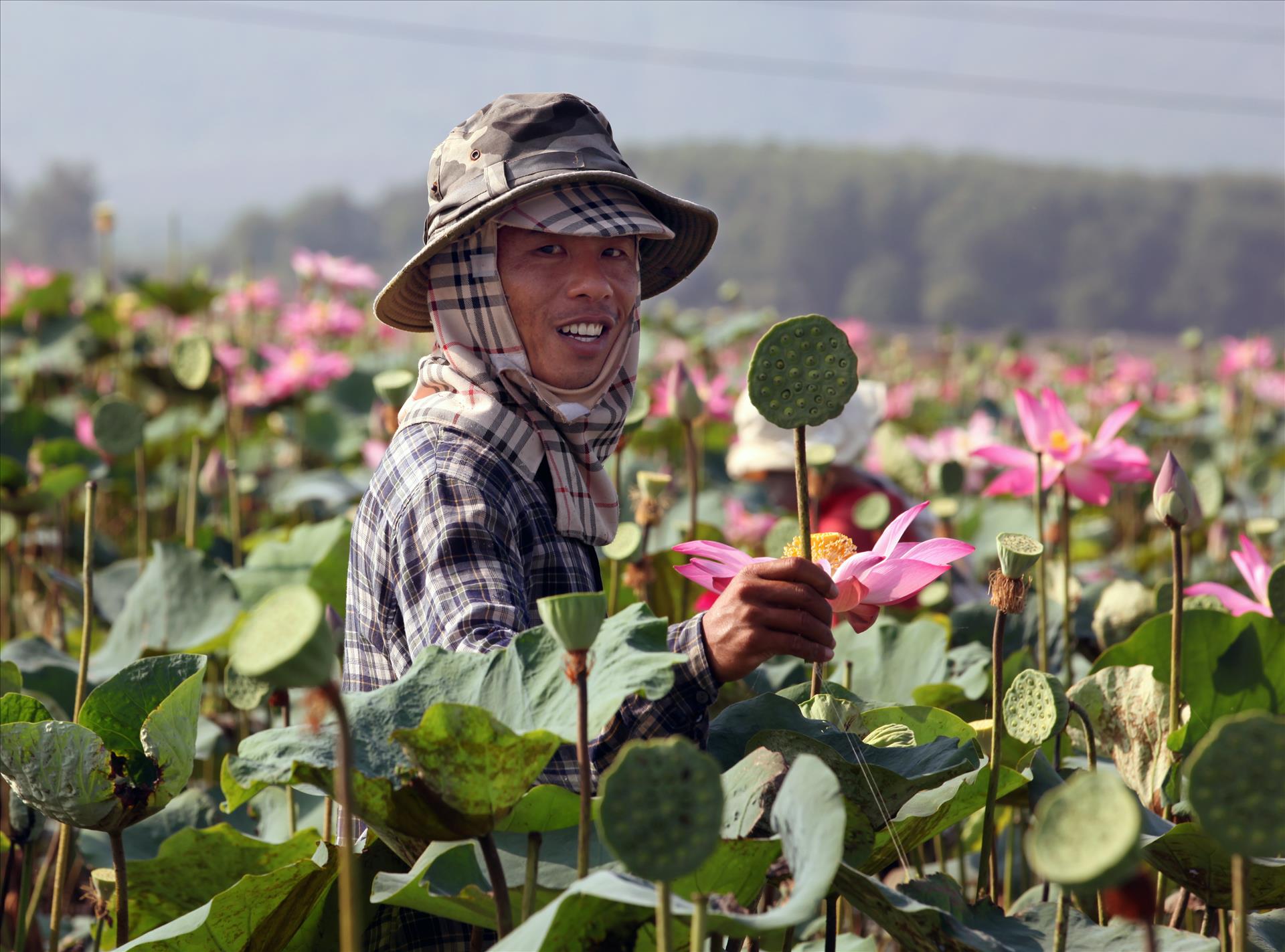 Mùa sen ở Hòn Khói