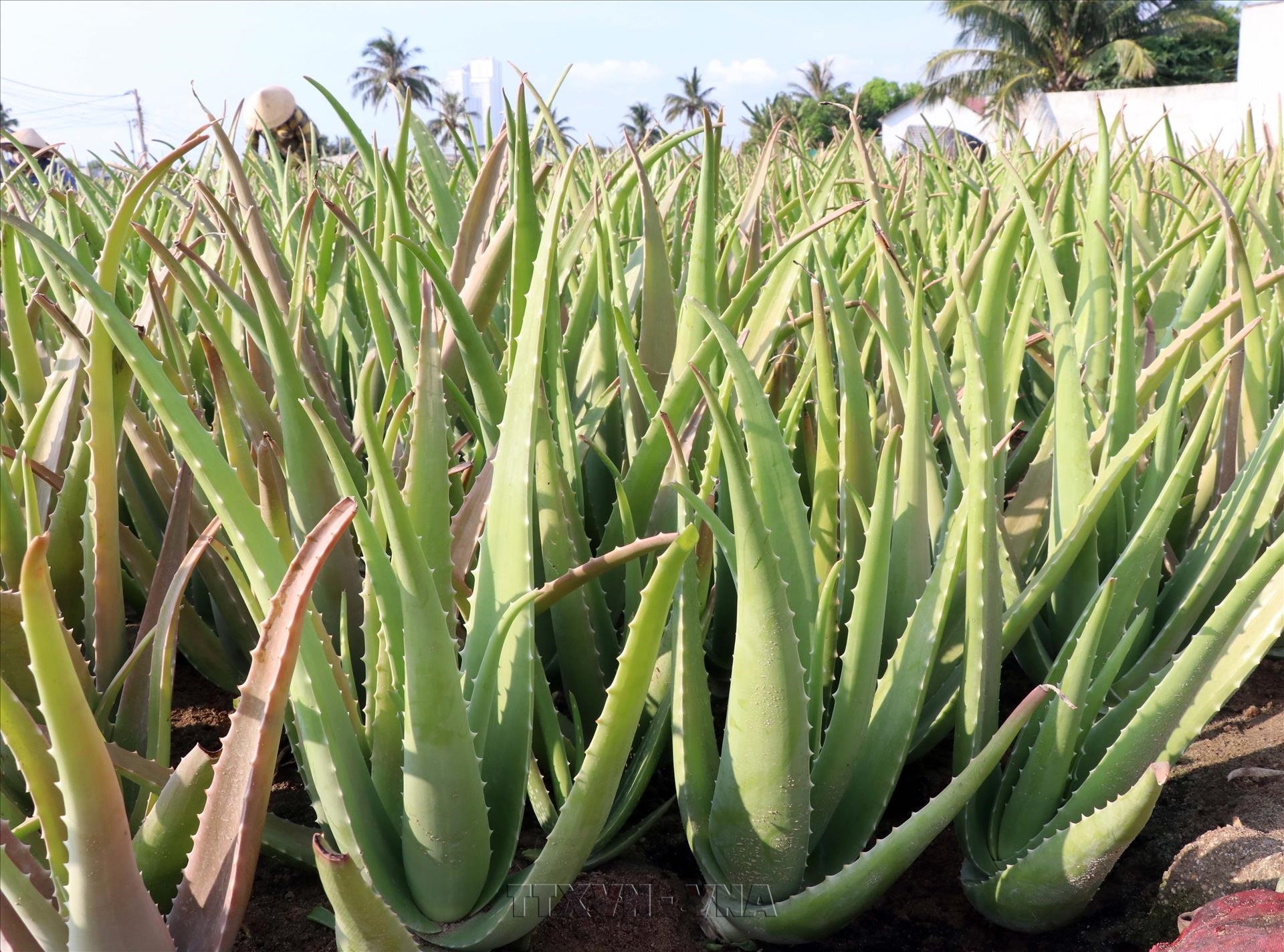 Khánh Hòa đưa cây nha đam trở thành nguồn hàng có tính cạnh tranh cao