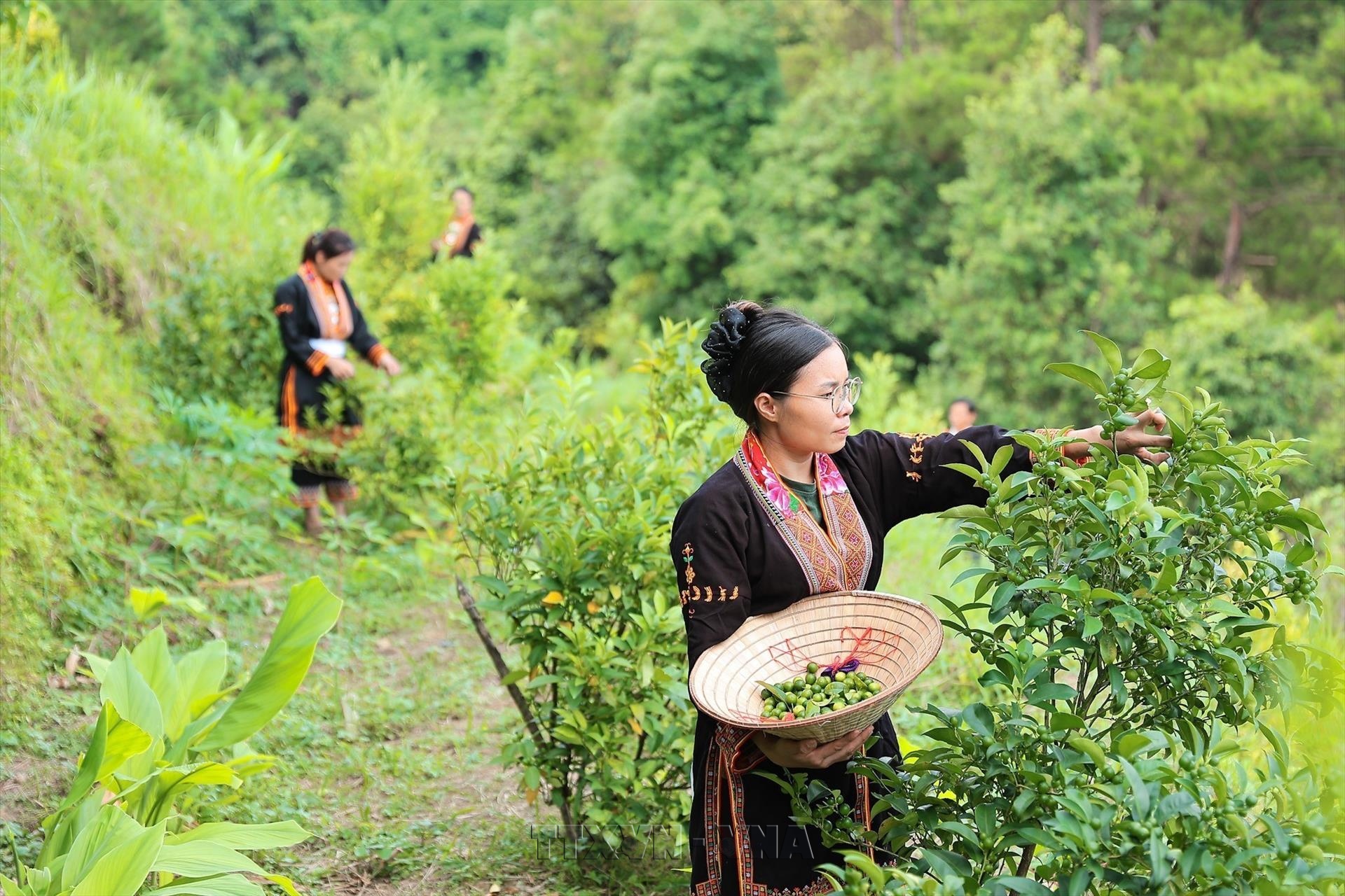 Thanh niên dân tộc Dao bứt phá kinh tế từ đặc sản vùng núi Mẫu Sơn