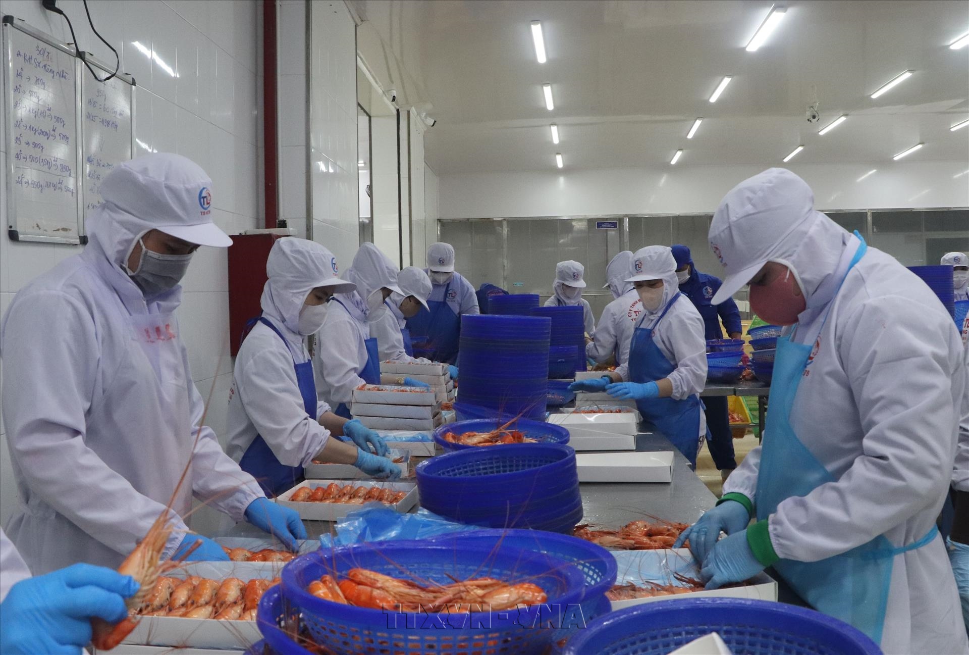 Cà Mau nâng cao giá trị tôm càng xanh