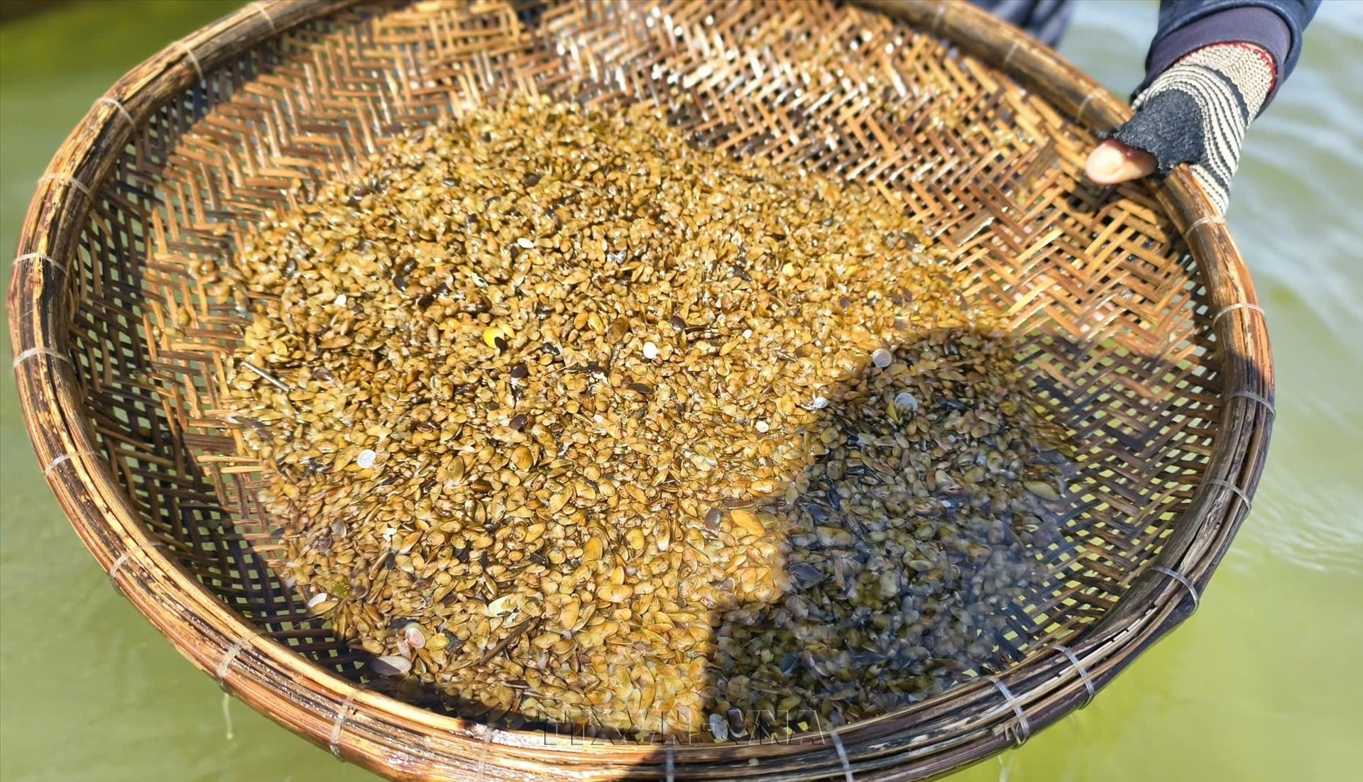 Nghề cào Don nơi hạ nguồn Sông Trà Khúc