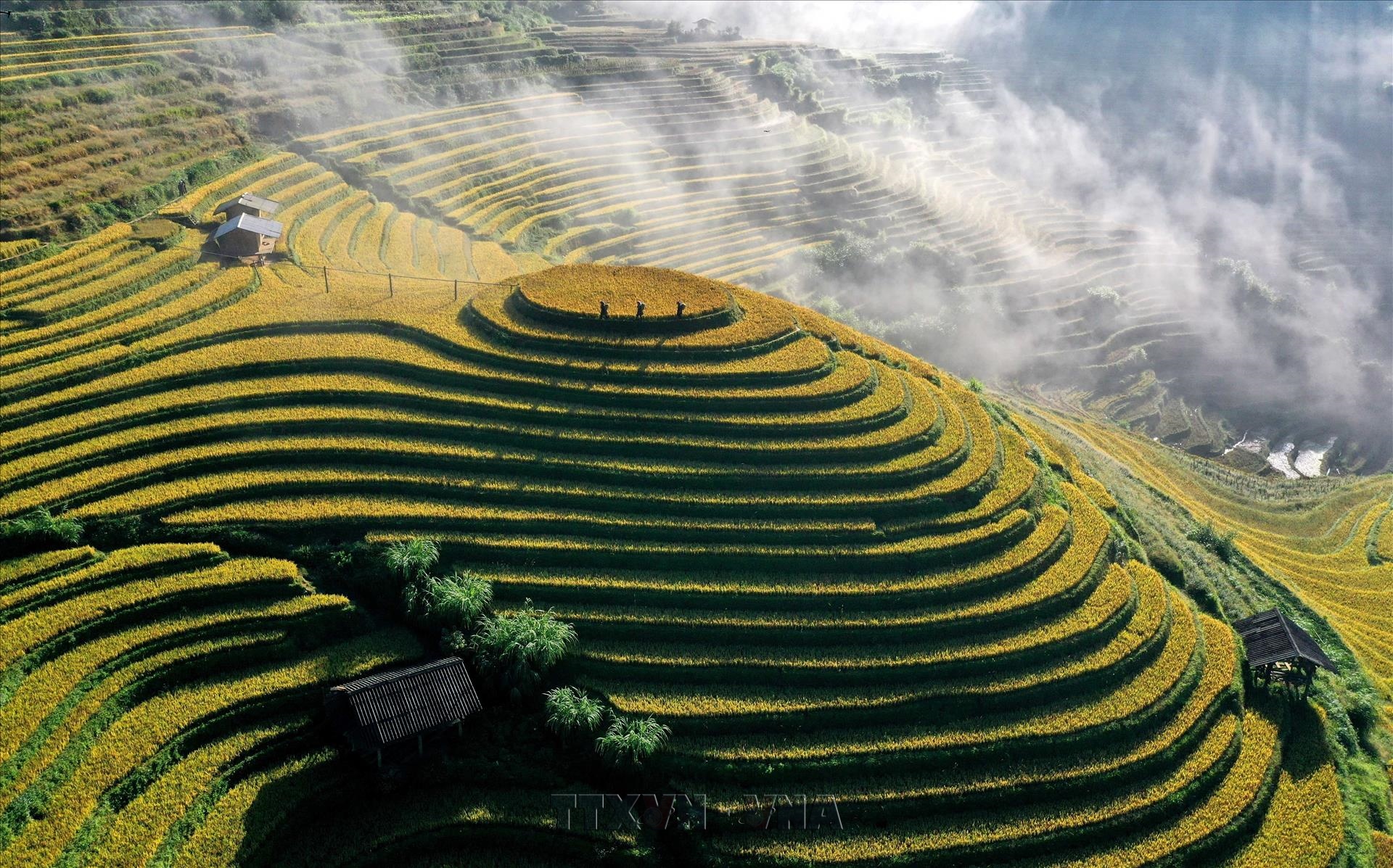 Mùa vàng rực rỡ ở Mù Cang Chải
