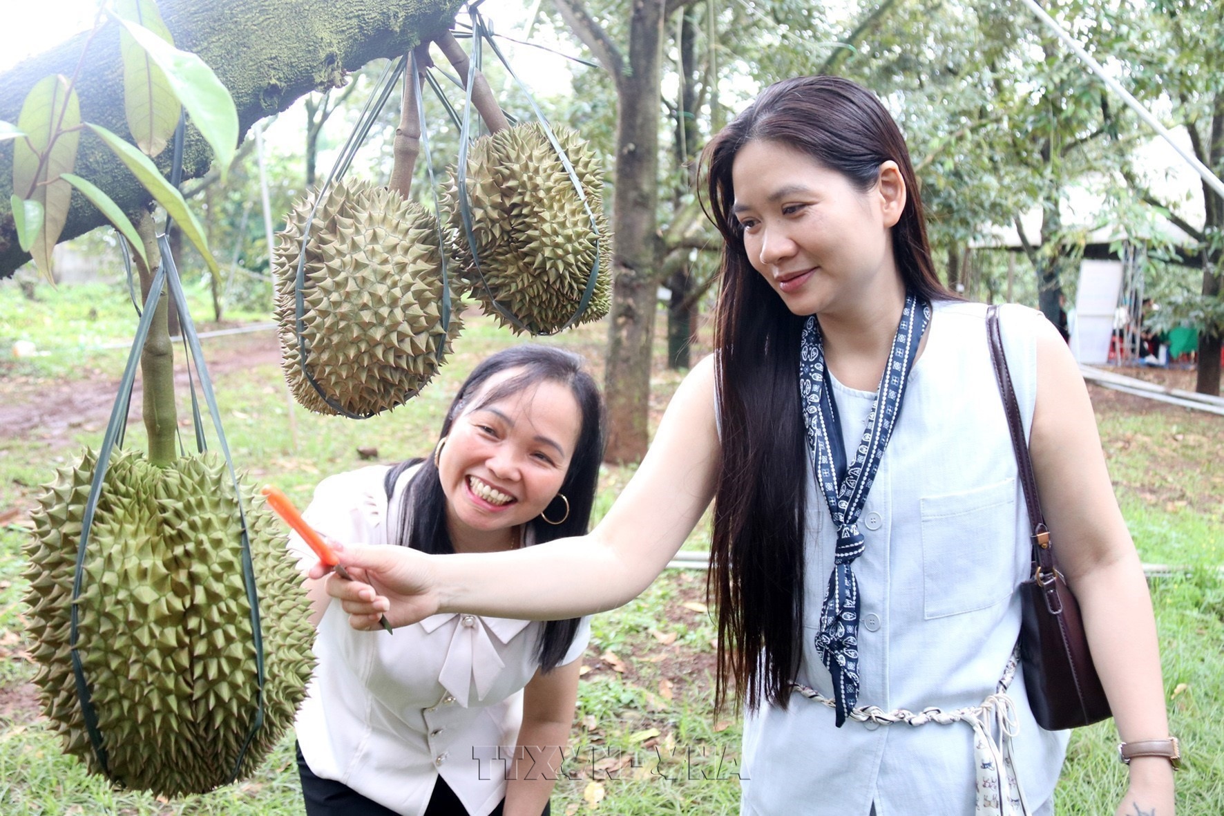 Khi trái ngọt kể câu chuyện đại ngàn