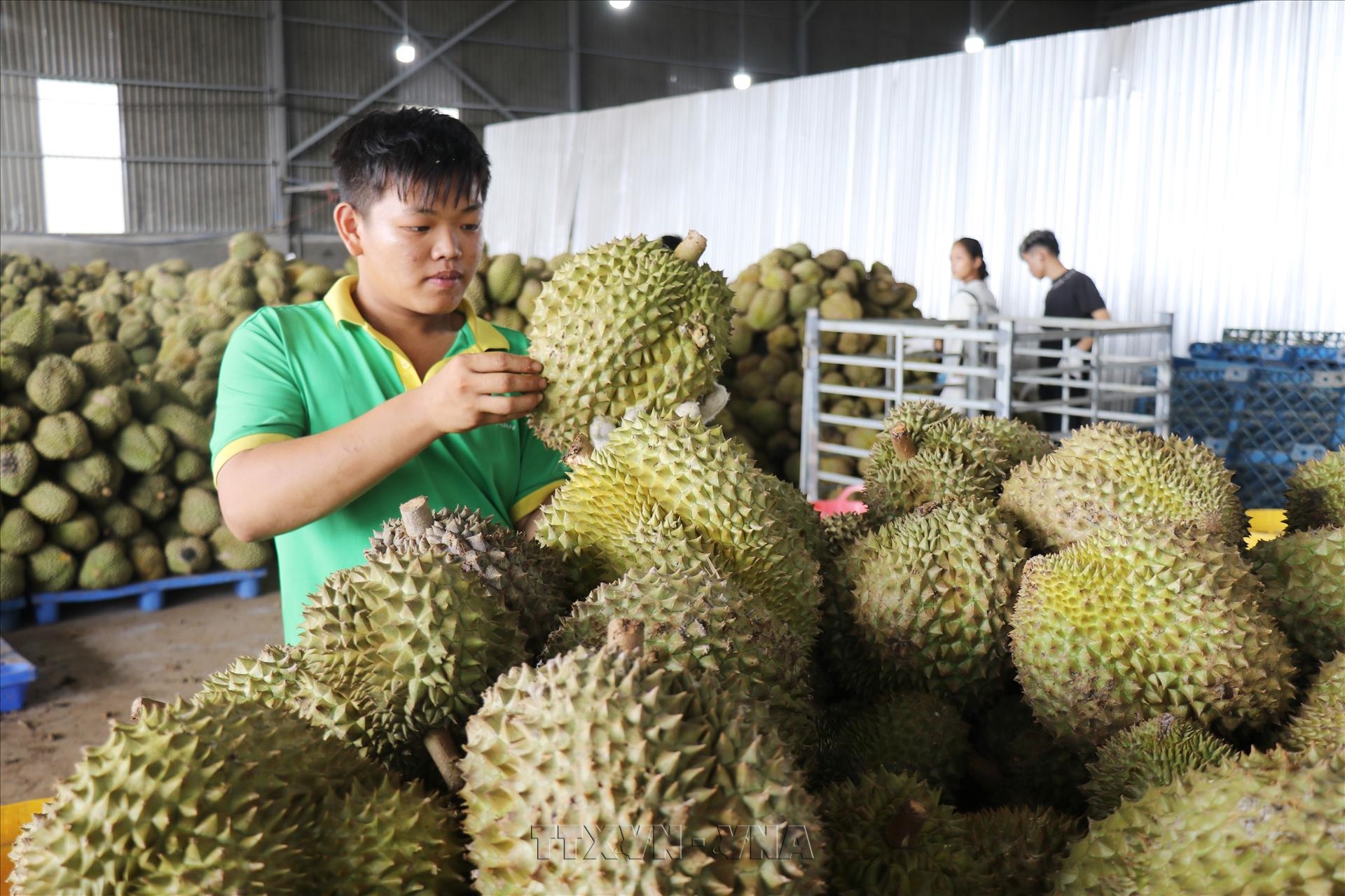 Vietnam targets durian exports of around 4 billion USD in 2026