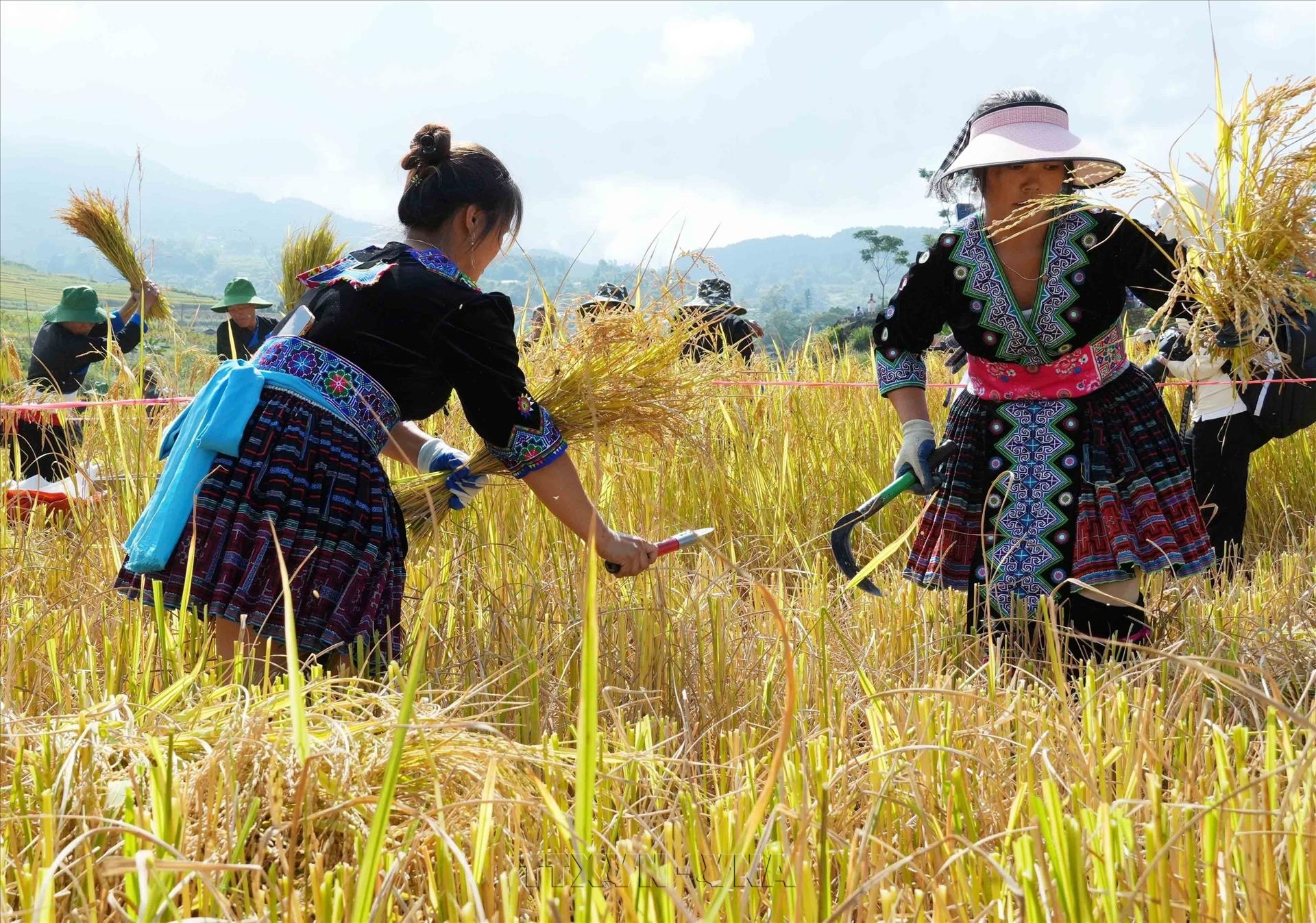 Ngày hội Mùa vàng Tả Lèng