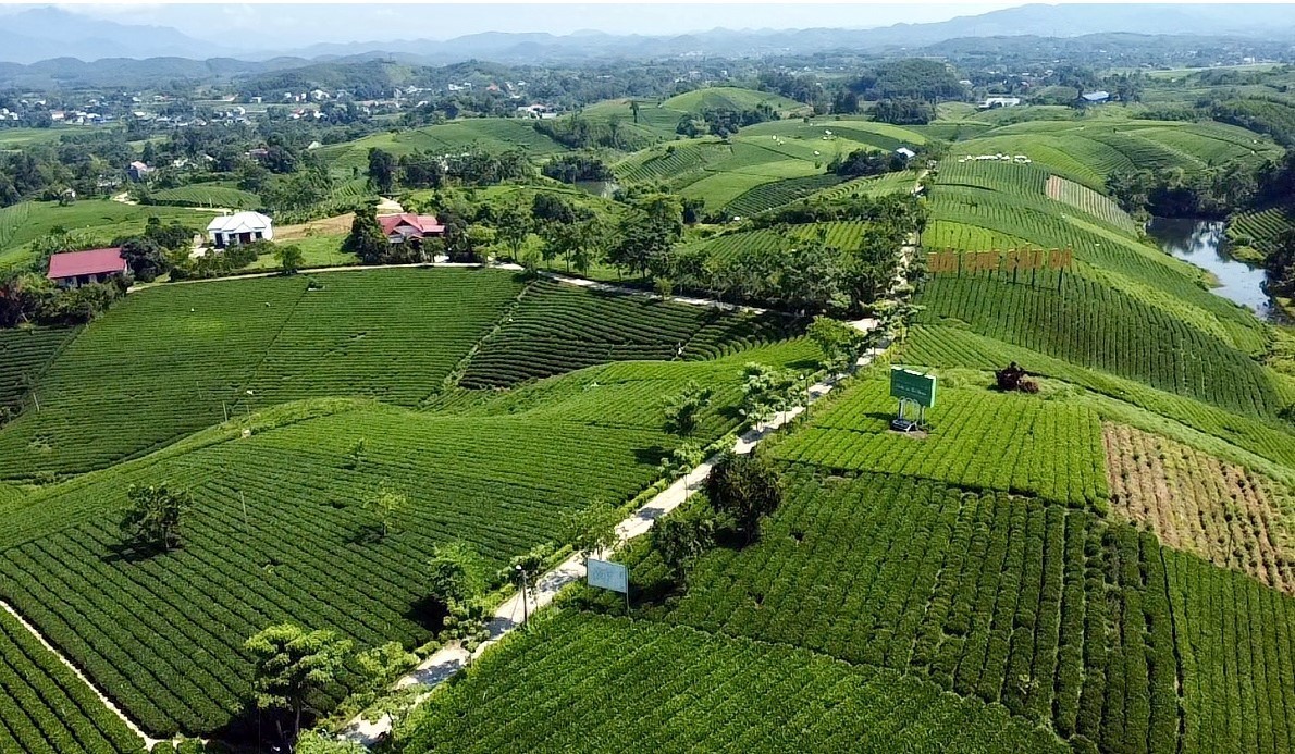 Chiêm ngưỡng những đồi chè đẹp nức tiếng ở Thái Nguyên