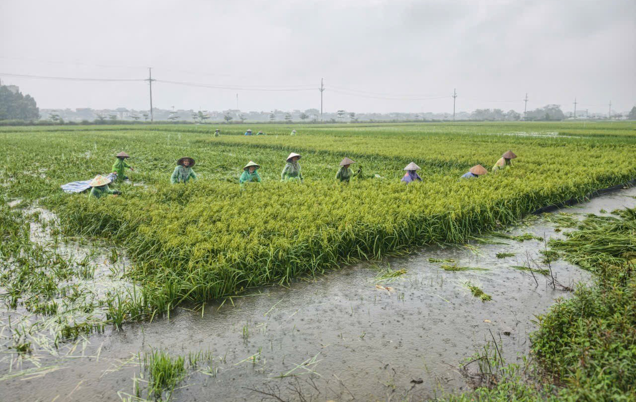 Nông dân ngoại thành Hà Nội gặt lúa chạy lụt do mưa lớn kéo dài