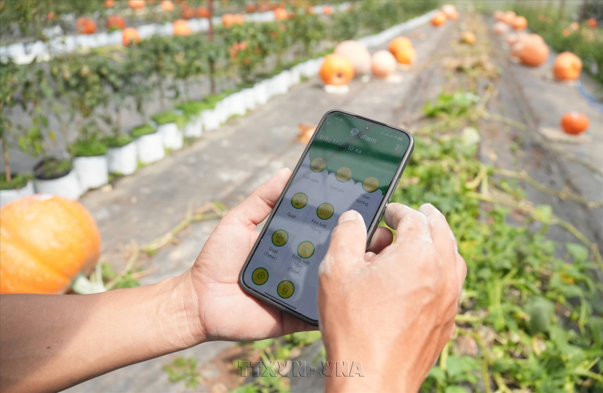 Nông dân Đà Lạt nhờ ứng dụng nông nghiệp thông minh
