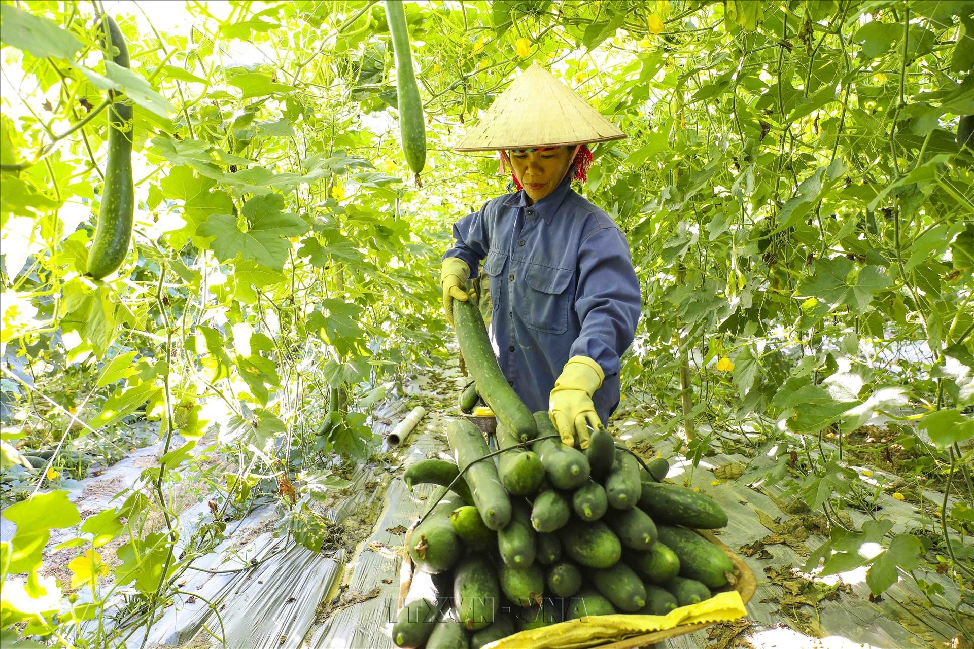 Dien Biens Winter Melon Bounty