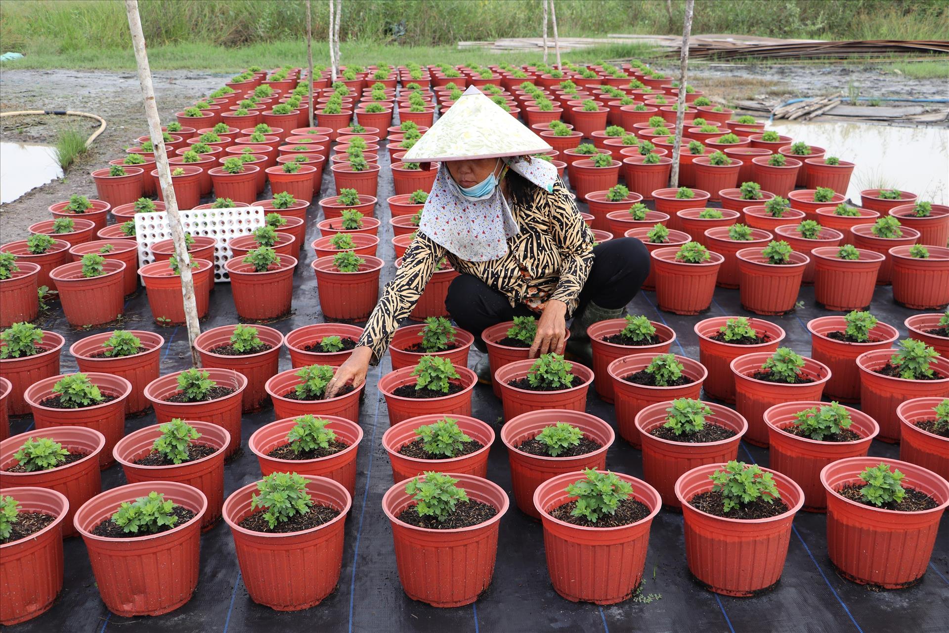 Đồng Tháp xuống giống hơn 1.400 ha hoa kiểng phục vụ Tết Nguyên đán 2027
