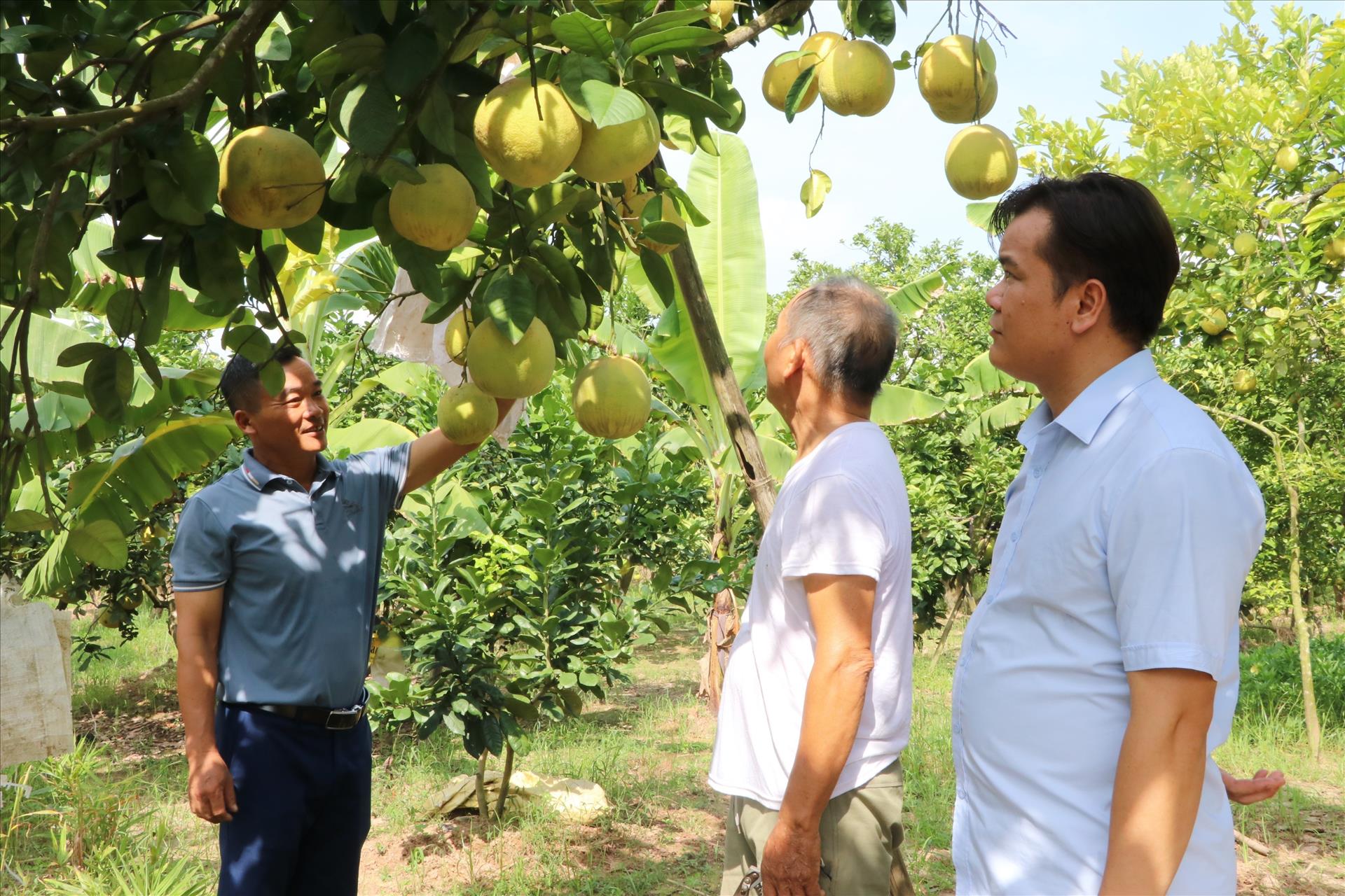 Nâng chất lượng cho thương hiệu OCOP bưởi đào Lập Lễ