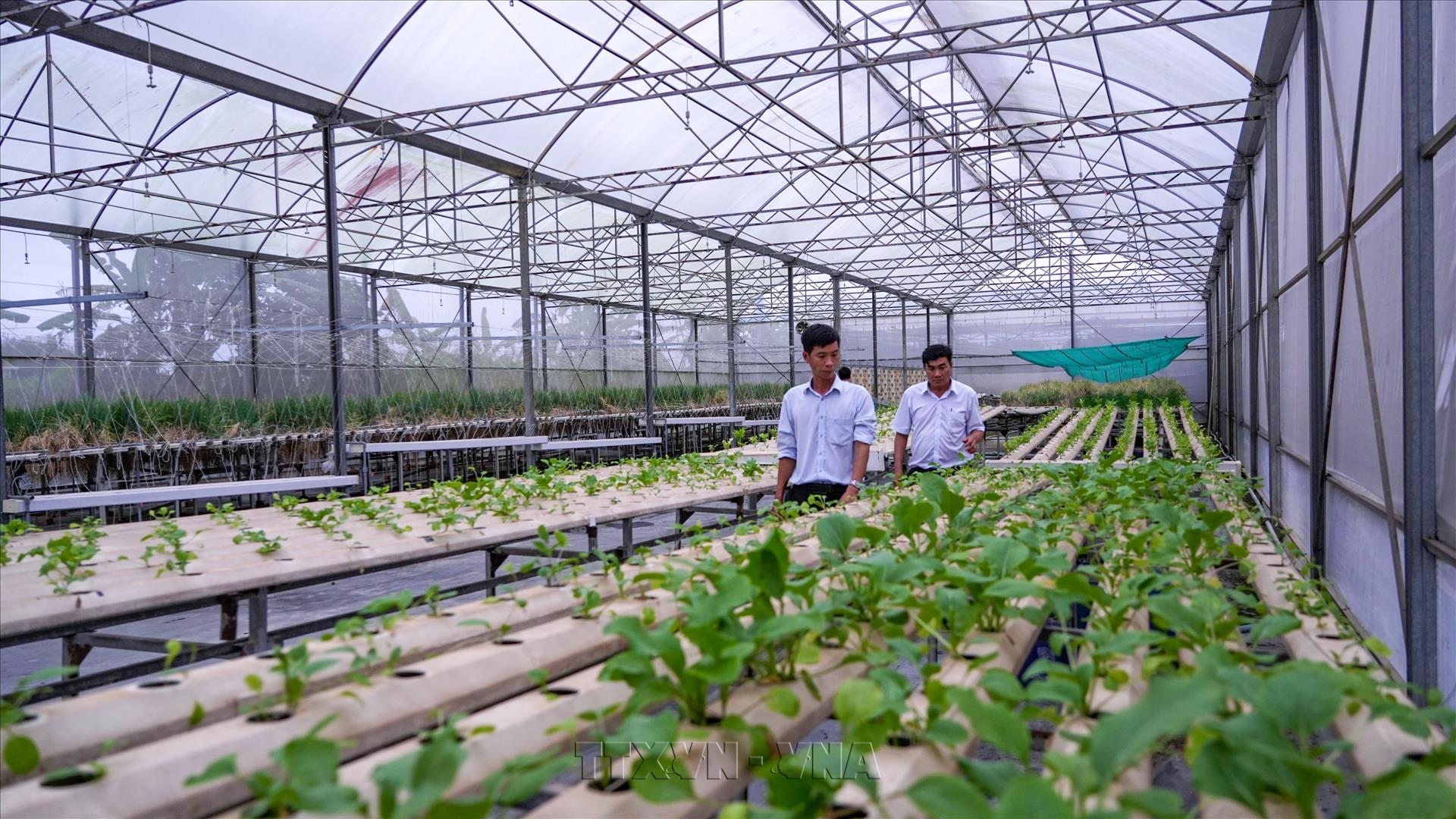 La science et la technologie révolutionnent la filière des plantes médicinales