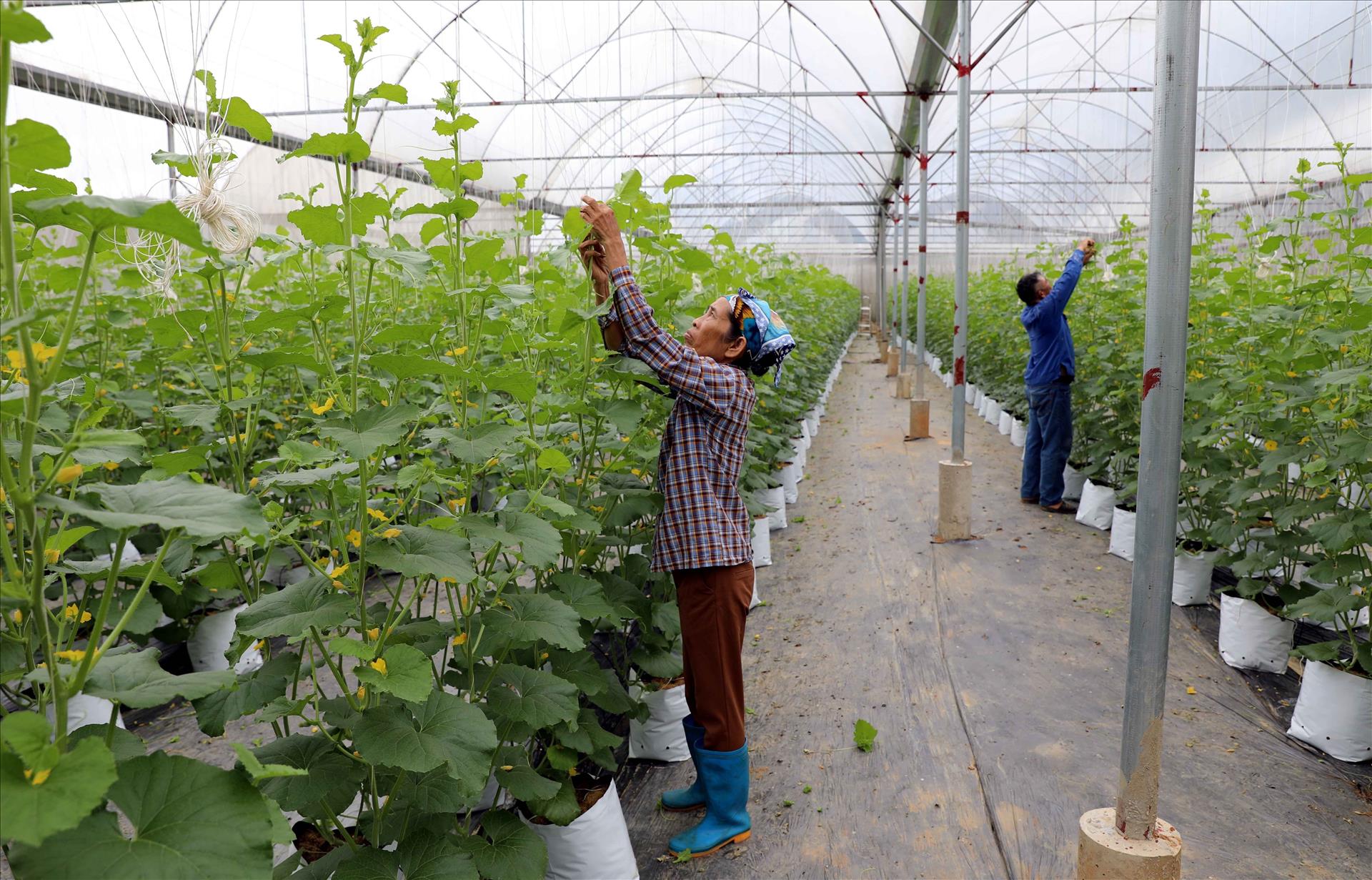 Tuyên Quang đẩy mạnh phát triển nông nghiệp công nghệ cao