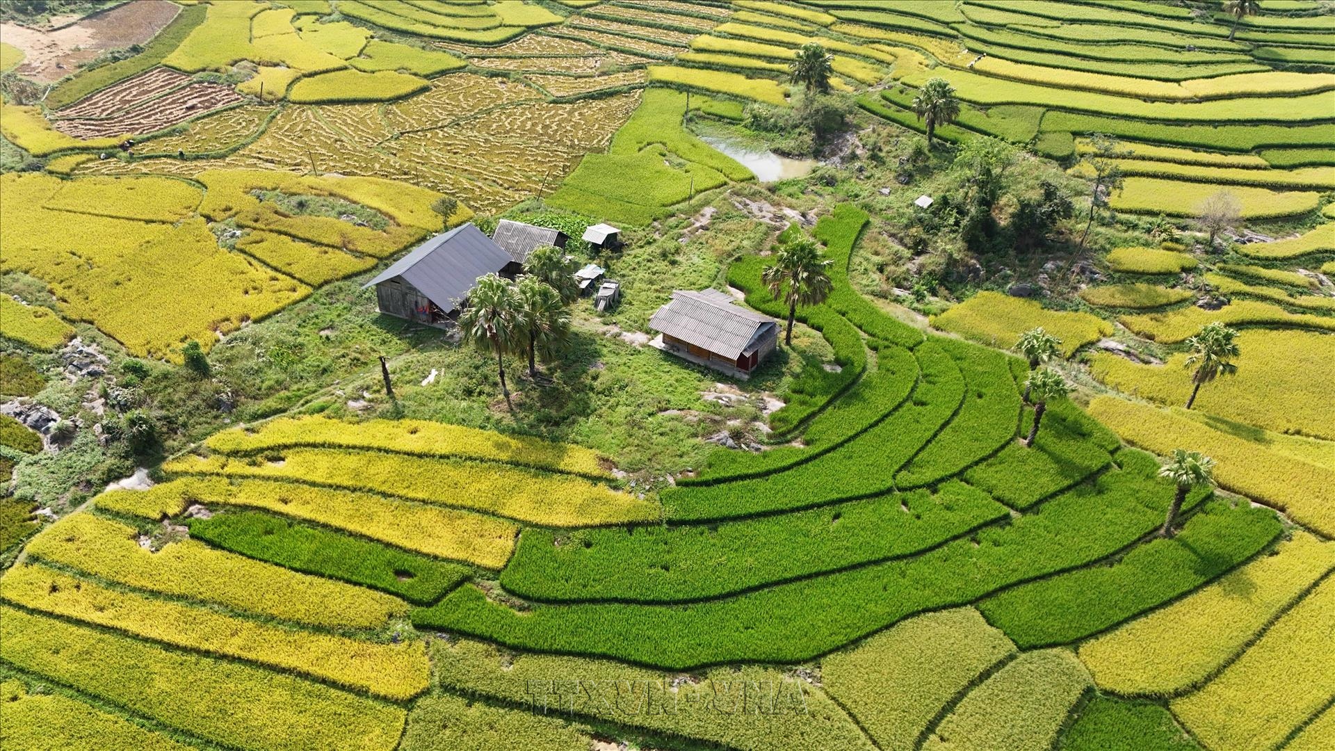 Mùa vàng trên Bản Tèn