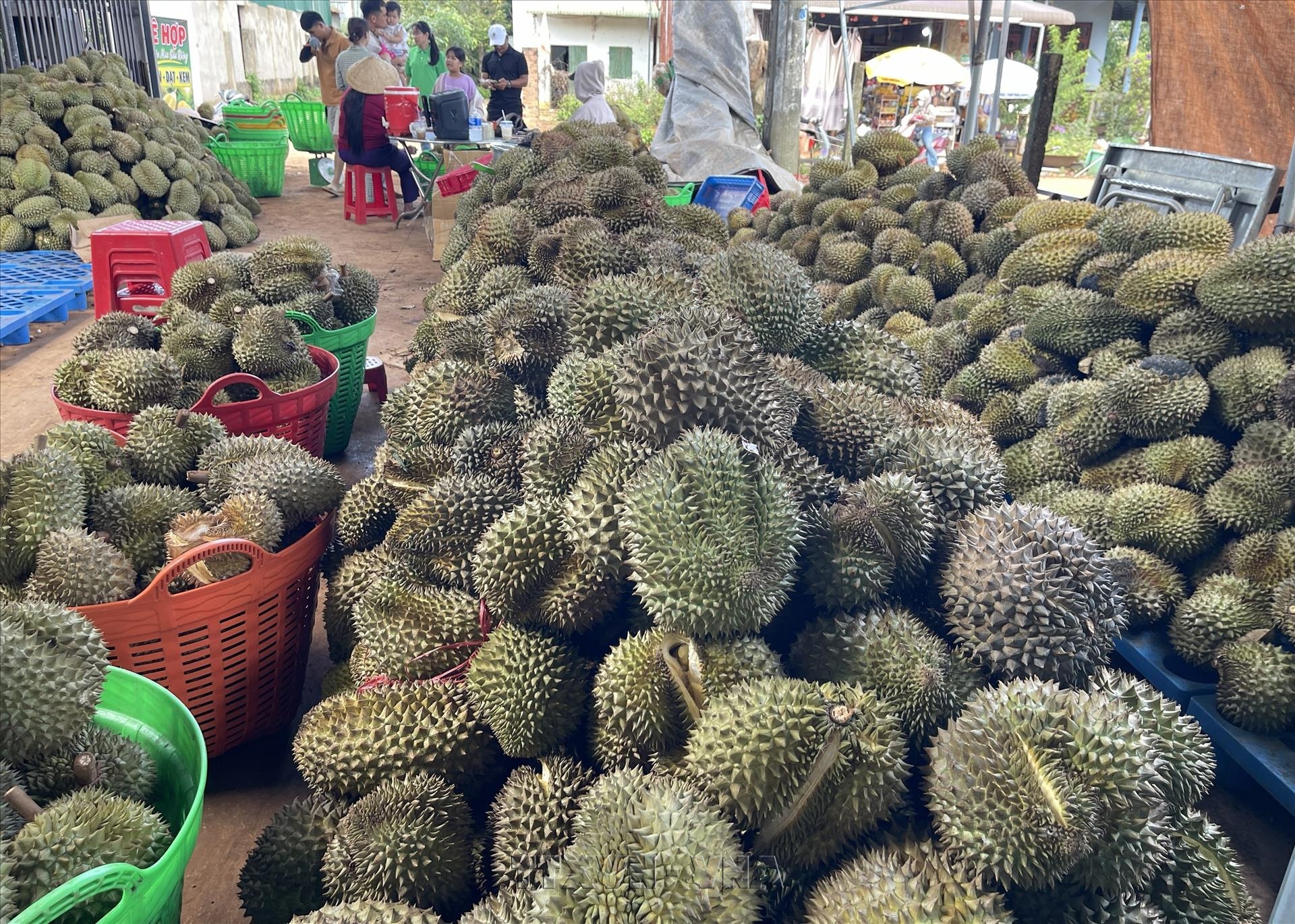 Sầu riêng Đắk Lắk: Minh bạch vùng trồng, giữ vững vị thế tỷ đô