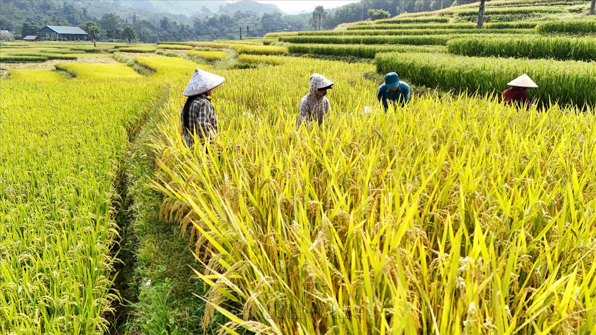 Thai Nguyens Ten Village Transformed with Golden Season