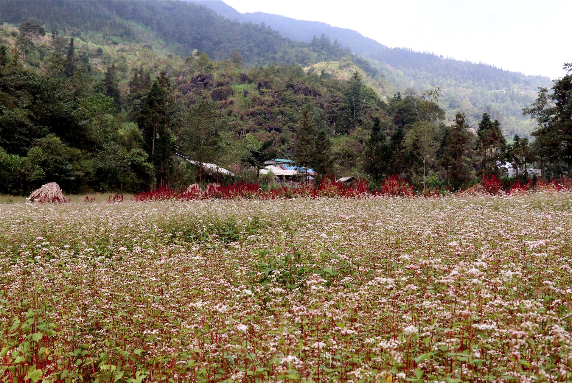 Sắc hoa tam giác mạch trên Cao nguyên đá