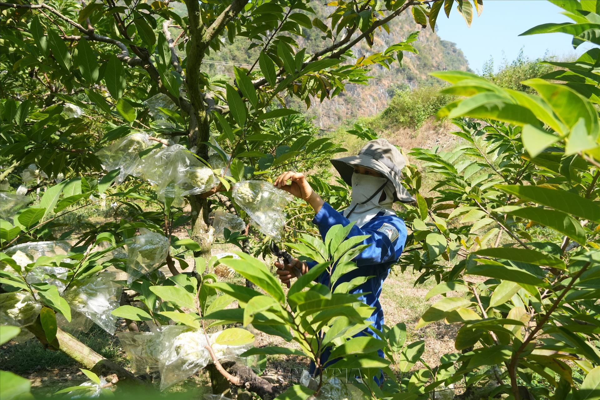 Nông dân Chi Lăng trúng lớn nhờ na trái vụ