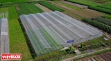 Coopération Hanoï-Hung Yên dans lapprovisionnement en produits agricoles de qualité