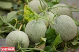 El cultivo de melón de alta tecnología eleva los ingresos de los agricultores