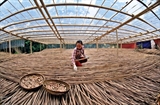 Lhistoire des pailles en bambou