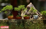 Mini bonsai trees show an artisans creativeness