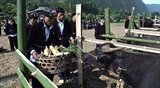 Ceremonia de adoración al búfalo del pueblo lu