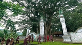 Árbol patrimonial en el templo de Tan Vien Son Thanh