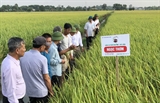 An Khanh Farm và những sản phẩm Gạo dẻo đất Ngọc