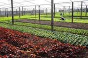 Thu nhập cao nhờ trồng rau an toàn theo tiêu chuẩn VietGAP
