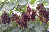 夏黑葡萄——绿色安全农产品