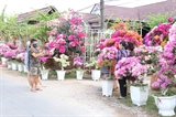 Vương quốc hoa kiểng Chợ Lách hấp dẫn du khách dịp cuối năm