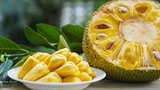 Promouvoir les exportations de fruit du jacquier vietnamien vers lAustralie